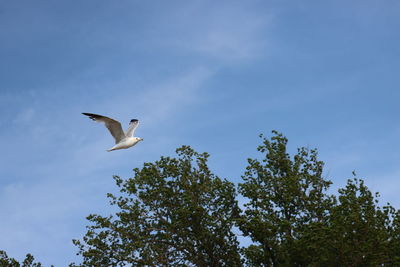 Low angle view of bird flying in sky