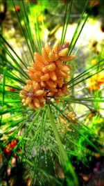 Close-up of flower growing on plant