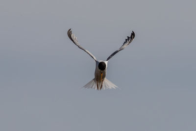 Low angle view of bird flying