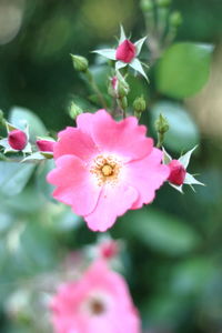 Close-up of pink flower