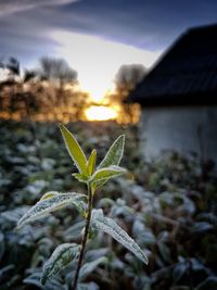 Close-up of plant against sky