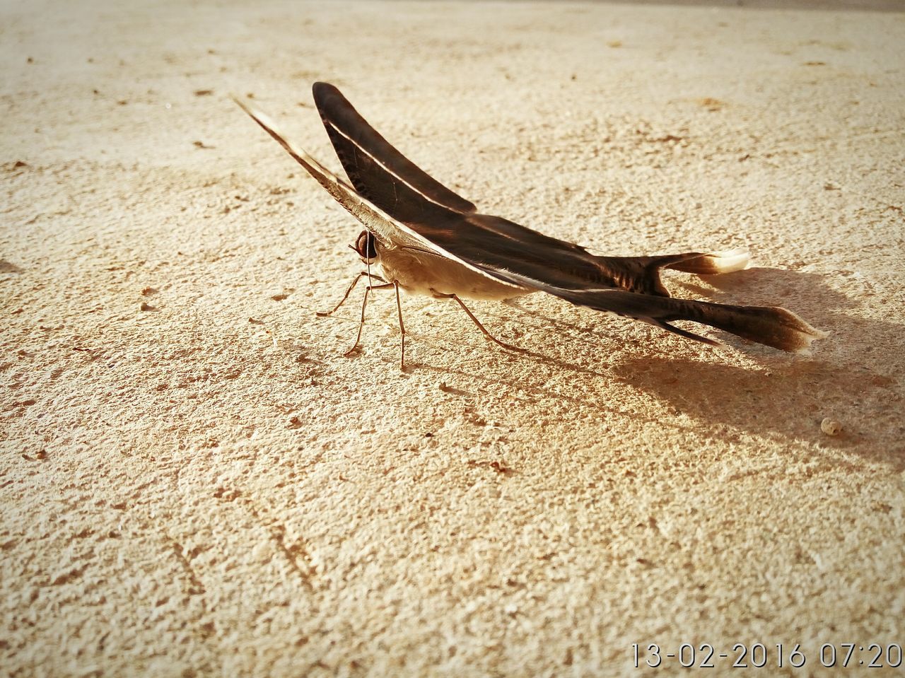 animal themes, animals in the wild, one animal, wildlife, insect, flying, spread wings, animal wing, close-up, bird, sand, high angle view, day, nature, outdoors, full length, side view, no people, zoology, sunlight