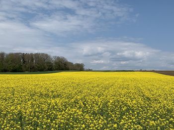 Scenic view of oilseed rape field against sky