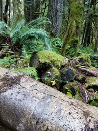 Moss growing on tree trunk in forest