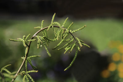 Close-up of plant