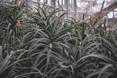 Close-up of plants growing on field