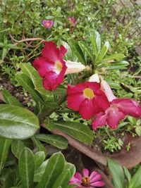 Close-up of fresh pink flowering plant with red leaves