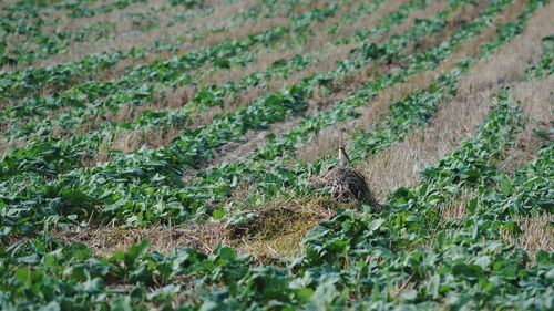 High angle view of bird amidst plants on field