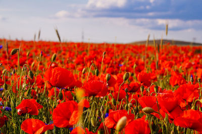 Close-up of red poppies on field against sky