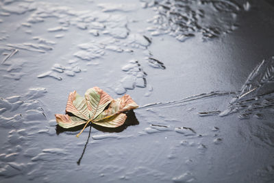 High angle view of dry leaf on wet land