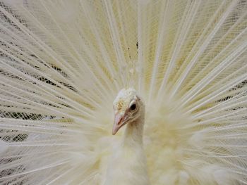 Close up of white peacock