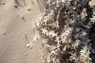 Close-up of sand