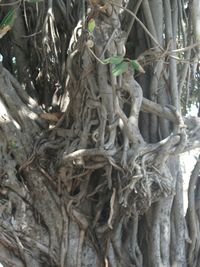 Close-up of tree trunk