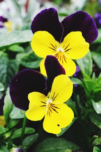 Close-up of yellow flower