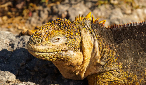 Close-up of lizard