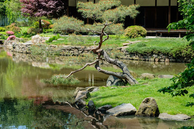 Scenic view of lake against trees