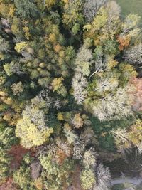 High angle view of tree on field in forest