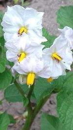 Close-up of yellow flowers blooming outdoors