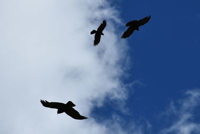 Low angle view of kite flying in sky