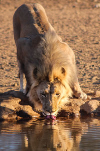 Lion drinking water from waterhole
