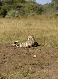 Portrait of giraffe lying on grass