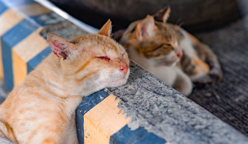 High angle view of cat resting