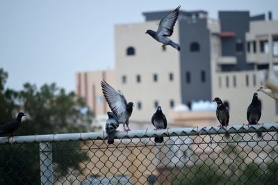 Pigeons perching on a fence against sky