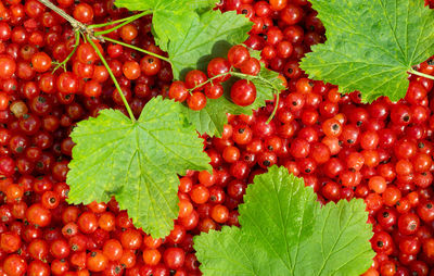 Close-up of red berries growing on plant