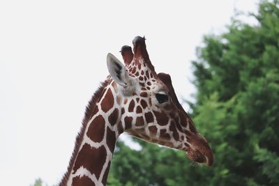 Close-up of giraffe