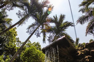 Low angle view of coconut palm trees against sky