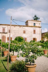 Potted plants outside house