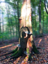 Full length of tree trunk on field in forest