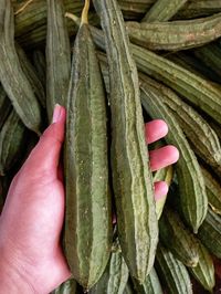 Close-up of hand holding vegetables