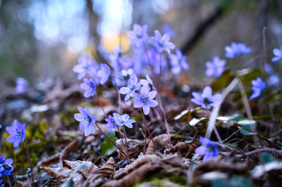 Close-up of purple flowering plants on field
