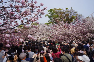 Group of people on cherry blossom tree