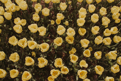 Full frame shot of yellow roses