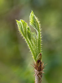 Close-up of plant