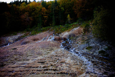 Stream flowing amidst trees in forest