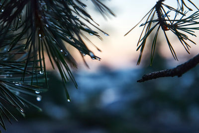 Close-up of raindrops on pine tree