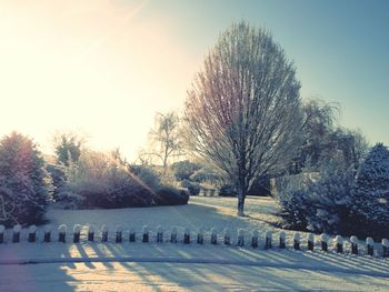 Bare trees against sky