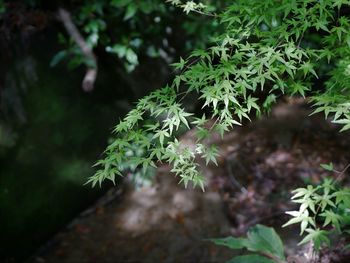 Close-up of fresh green plant