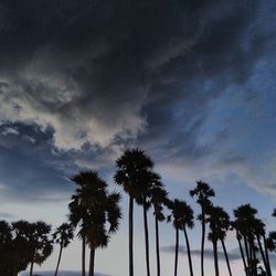 Low angle view of palm trees against cloudy sky
