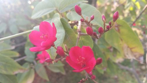 Close-up of pink flowers on tree