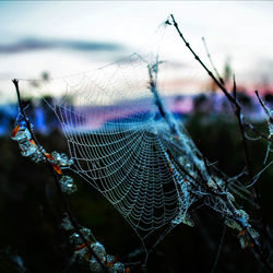 spider web