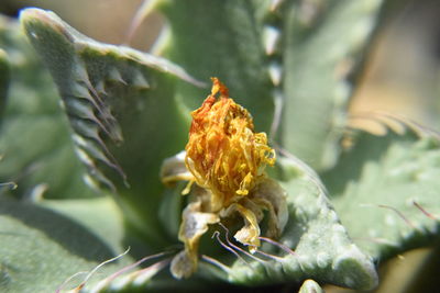 Close-up of insect on leaves