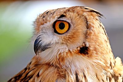 Close-up portrait of owl