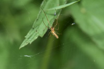 Close-up of spider on web