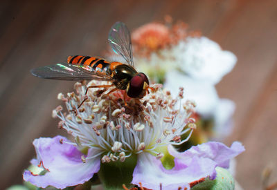 Close-up of insect on flower