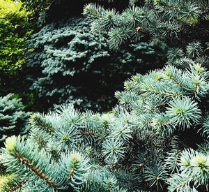 High angle view of pine tree