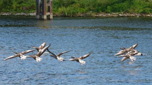 Birds flying over lake